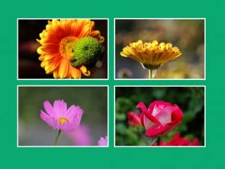 jQuery Grid Layout Image Gallery