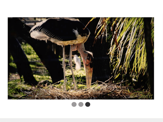 jQuery div Vertical Content Slider carouselvertical.js — CodeHim