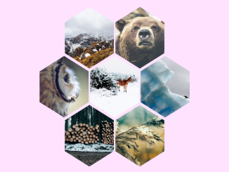 CSS Hexagon Grid Image Gallery